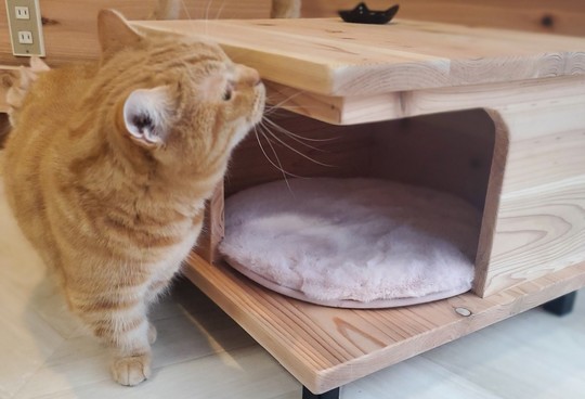 キャットハウス・猫ベットのオーダーメイドなら職人気質の猫の家